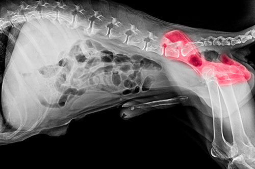 does my dog need an xray